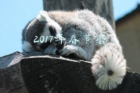 2017年春节套宠物(DNF2021春节套宠物装备属性一览 DNF新春礼包宠物装备怎么样)