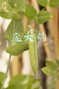 庞大的