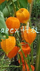 apex科技