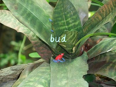 bud
