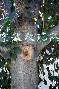 宁波敢死队