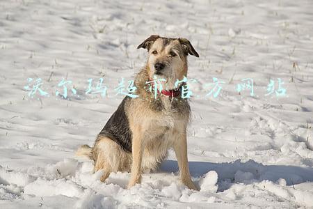 沃尔玛超市官方网站