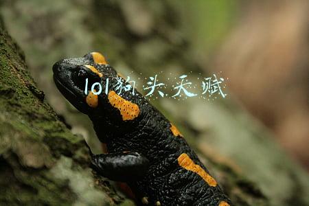 lol狗头天赋