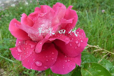 苹果四代