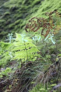苹果四代