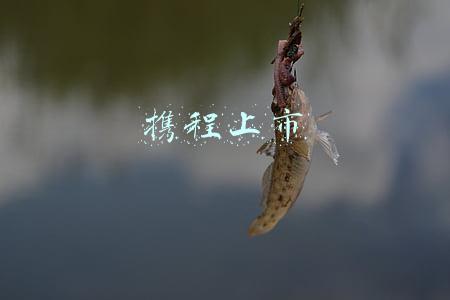携程上市公司(携程二次赴港上市 市值近1800亿港元)