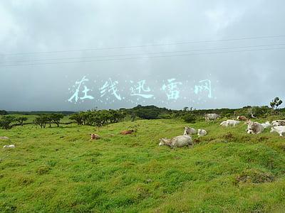 在线迅雷网