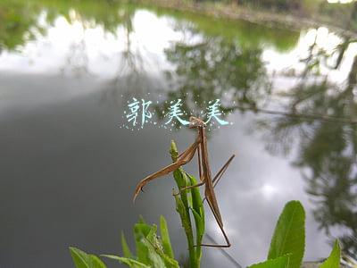 郭美美