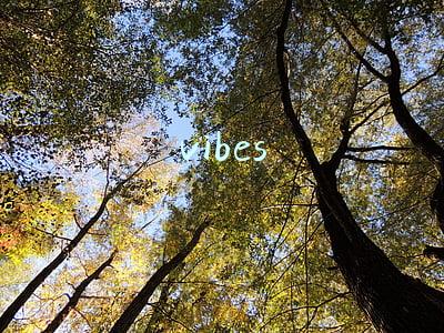 vibes