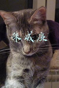 朱威廉西瓜直播(戏评西瓜八卦战神)