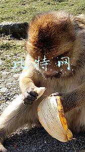 比特网