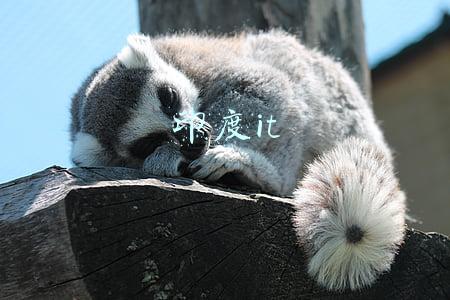 印度it公司(印度IT行业订单不断增多 本财年将招15万应届毕业生)
