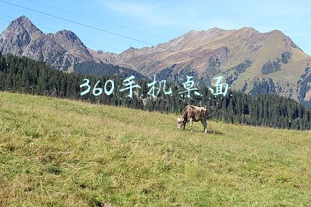 360手机桌面