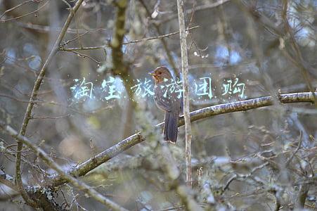 淘宝旅游团购