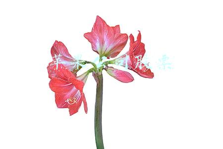 苹果公司股票