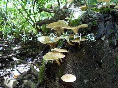 机票网上查询(香港航班信息)
