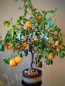 木蚂蚁
