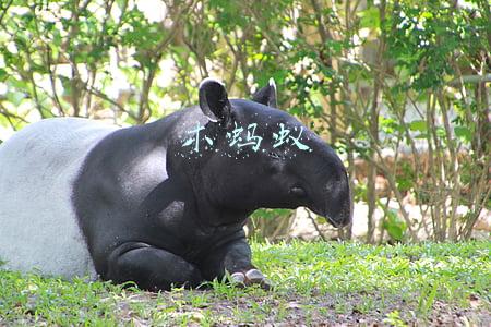 木蚂蚁