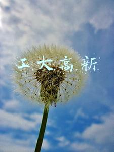 工大高新