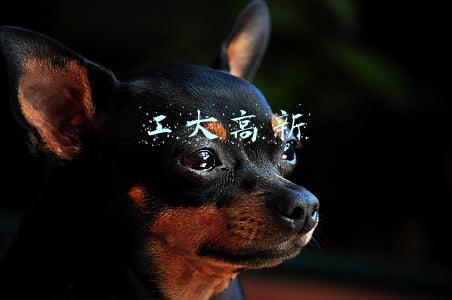工大高新