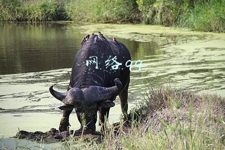 网络qq