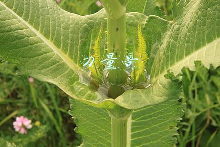 力量哥