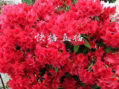 快播直播