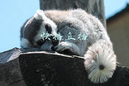 快播直播