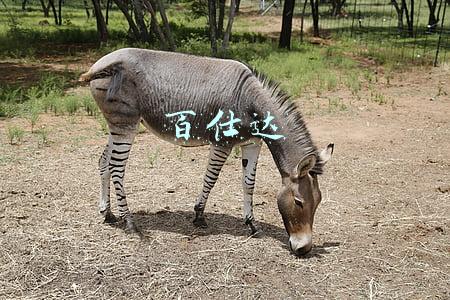 百仕达