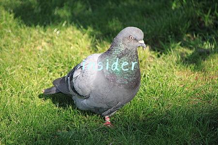 insider