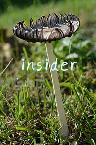 insider