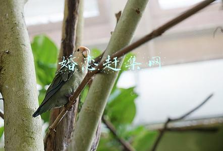 婚恋赶集网