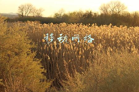 移动网络