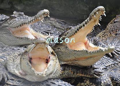 mason