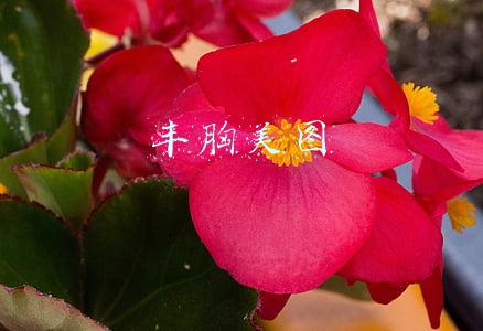 丰胸美图
