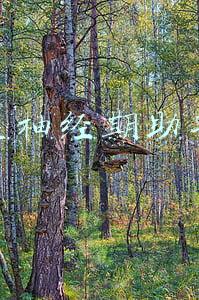 美柚经期助手