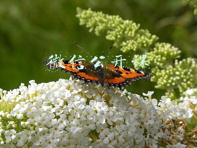 微信公开课