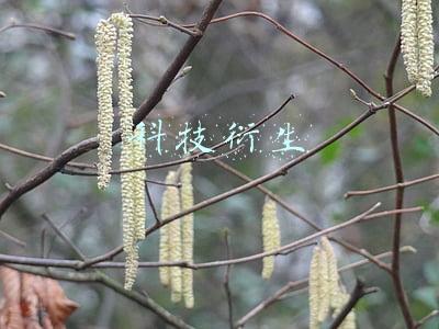 科技衍生