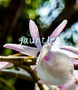 gauntlet