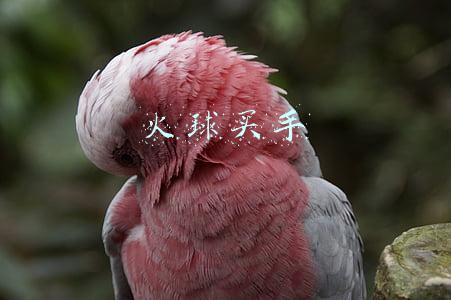 火球买手