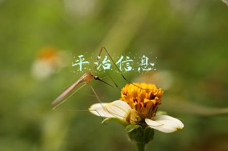 平治信息最新消息(平治信息最新公告：子公司预中标3330万元内蒙古移动采购项目)