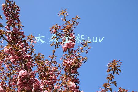 大众全新suv 大众全新suv
