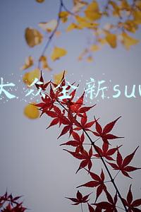 大众全新suv 大众全新suv