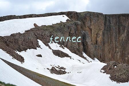 fennec