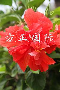 方正国际