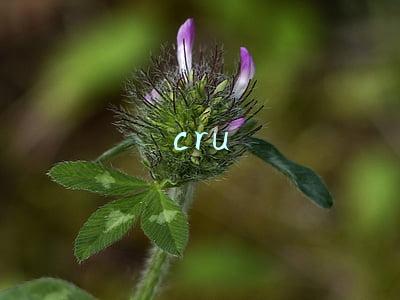 cru是什么币(7月末最新资金盘崩盘跑路和即将出事的名单)