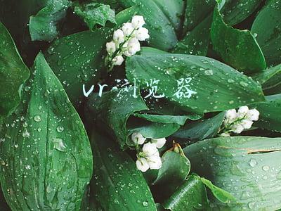 vr浏览器