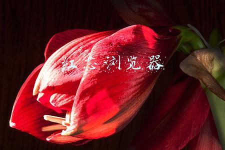 红芯浏览器 红芯浏览器
