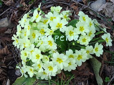 Nexperia