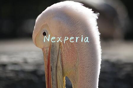 Nexperia
